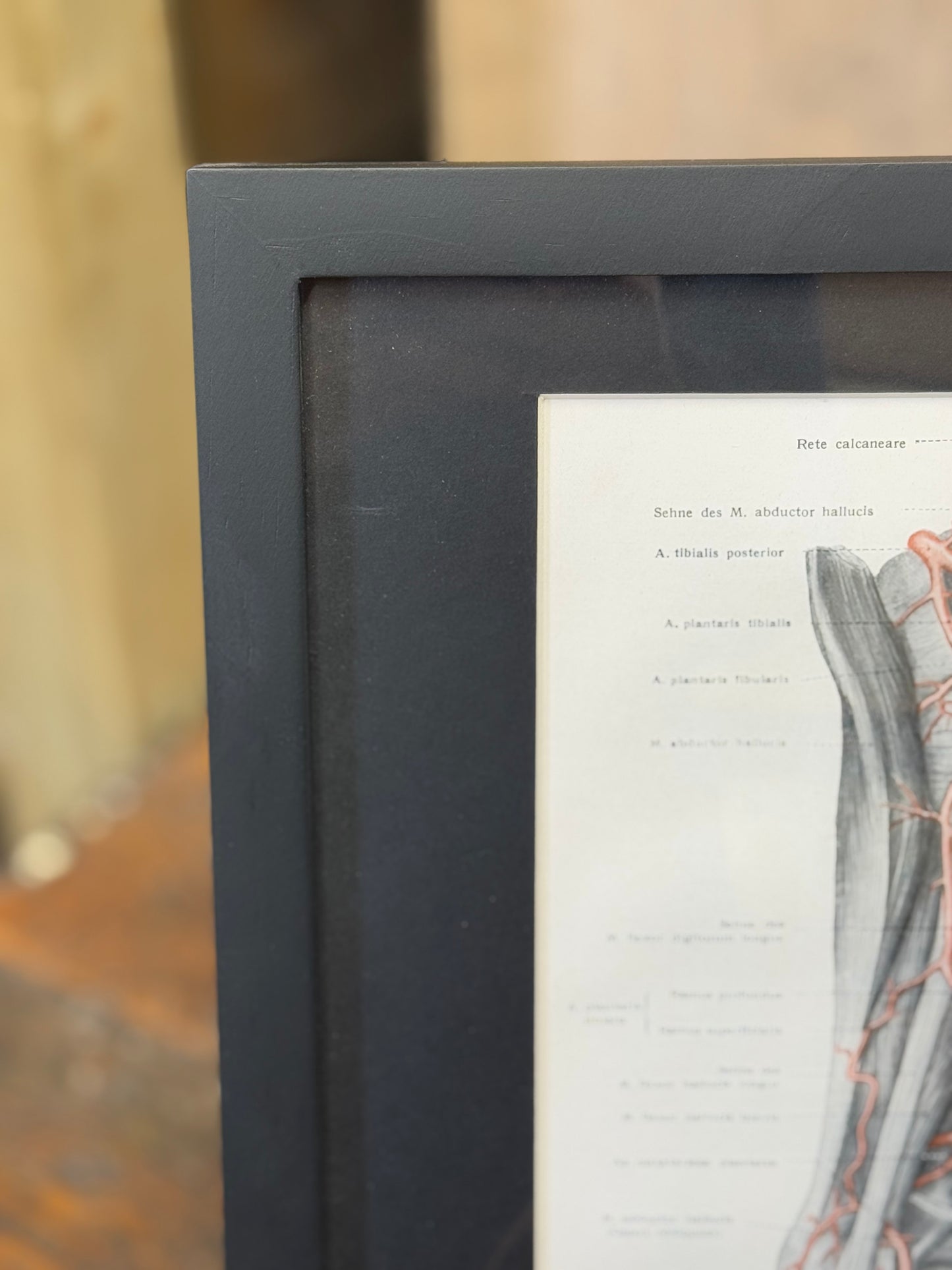 Framed Antique Anatomy Print 1920s Medical Book Plate Wall Art Picture I