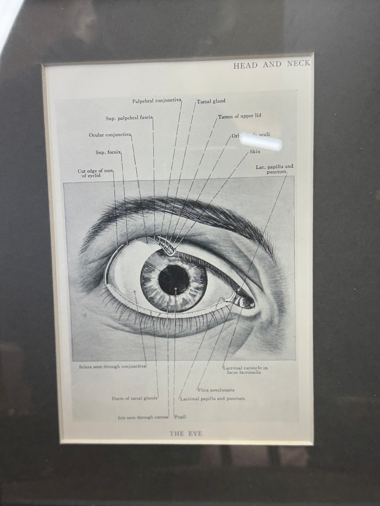 Framed Antique Anatomy Print 1920s Medical Book Plate Wall Art Picture D
