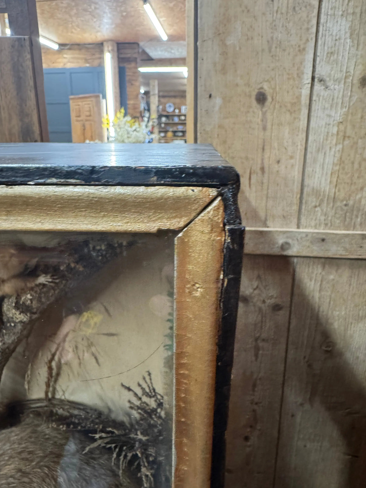 Large Antique Victorian Taxidermy Diorama Case – Fox, Pheasant & Red Squirrel