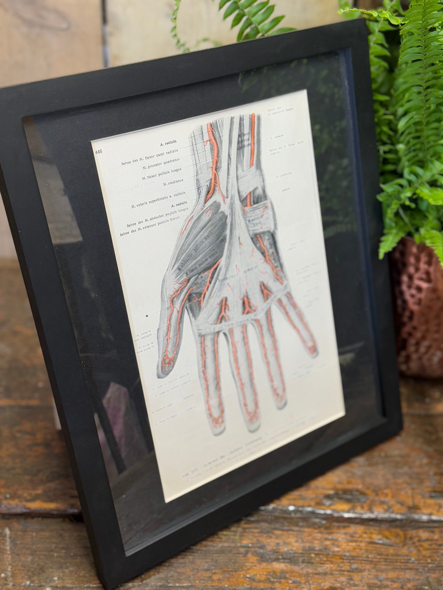 Framed Antique Anatomy Print 1920s Medical Book Plate Wall Art Picture K