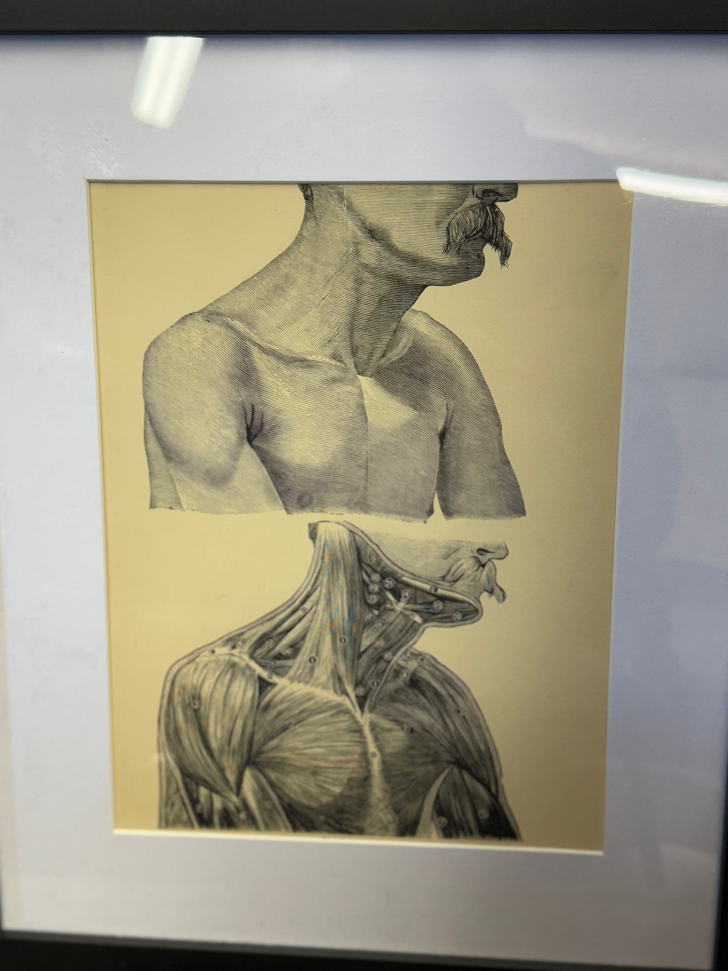 Victorian Anatomy Engraving – Antique Medical Print O