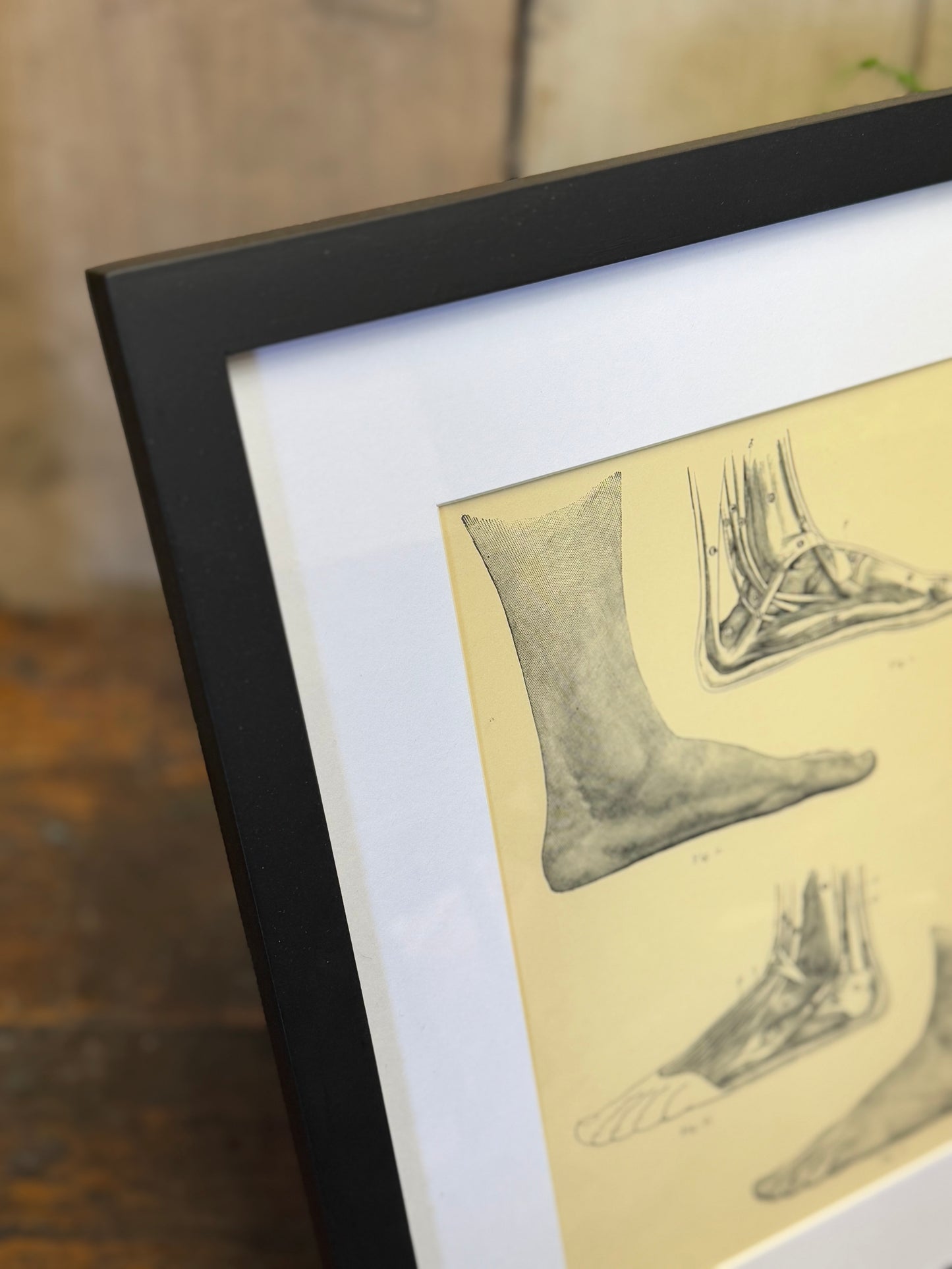 Victorian Anatomy Engraving – Antique Medical Print M