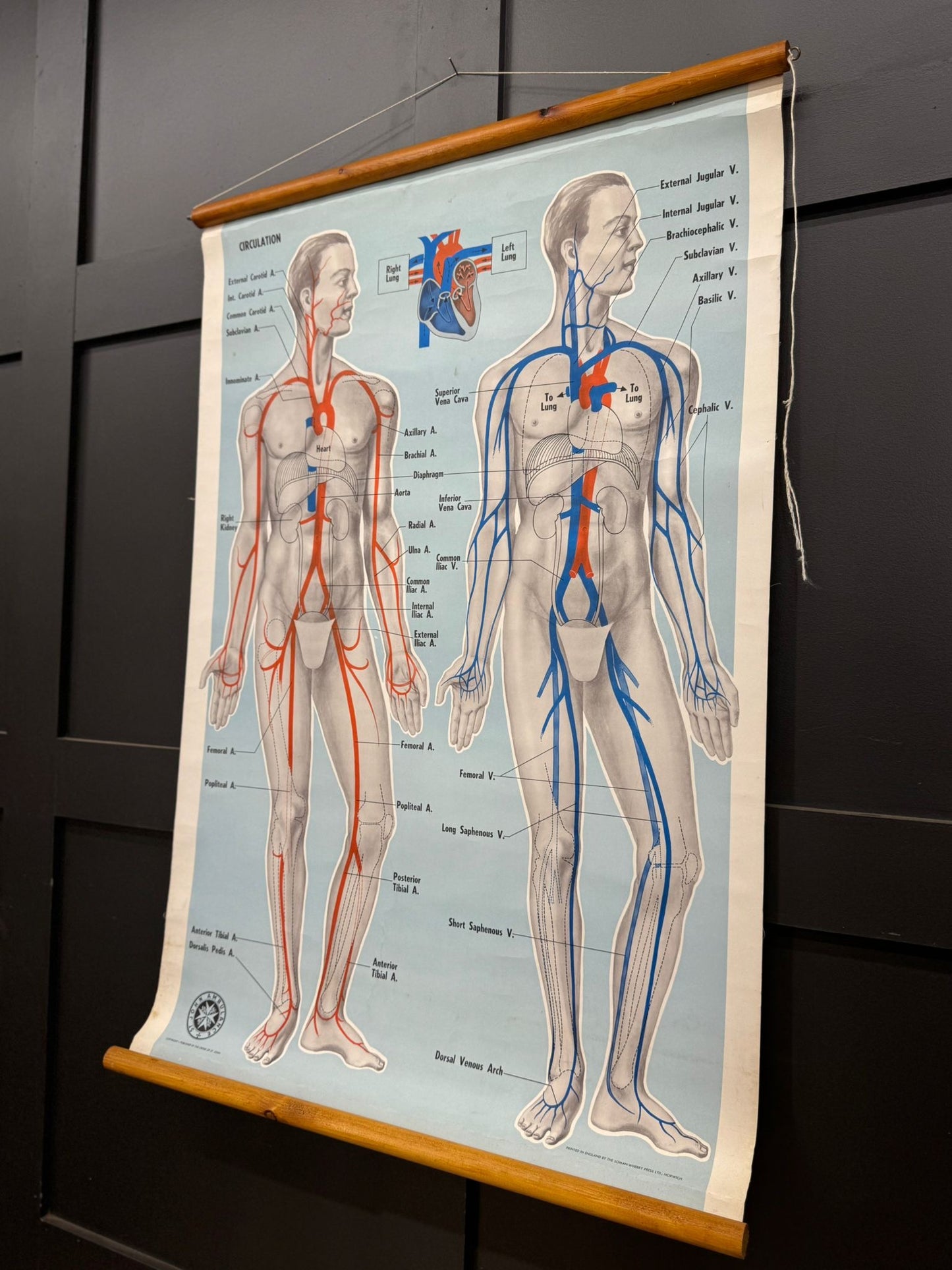Vintage St John Ambulance Circulation Chart Soman-Wherry Norwich c.1950s