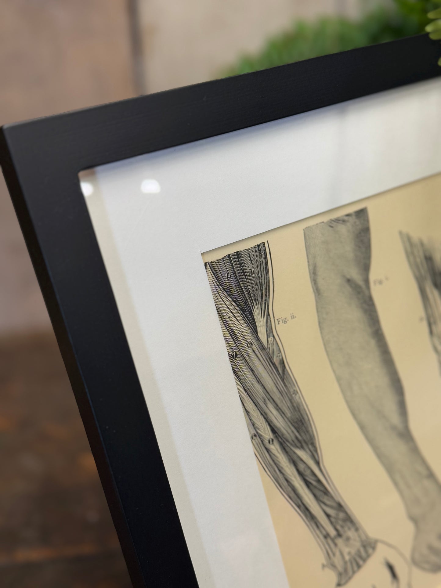 Victorian Anatomy Engraving – Antique Medical Print S