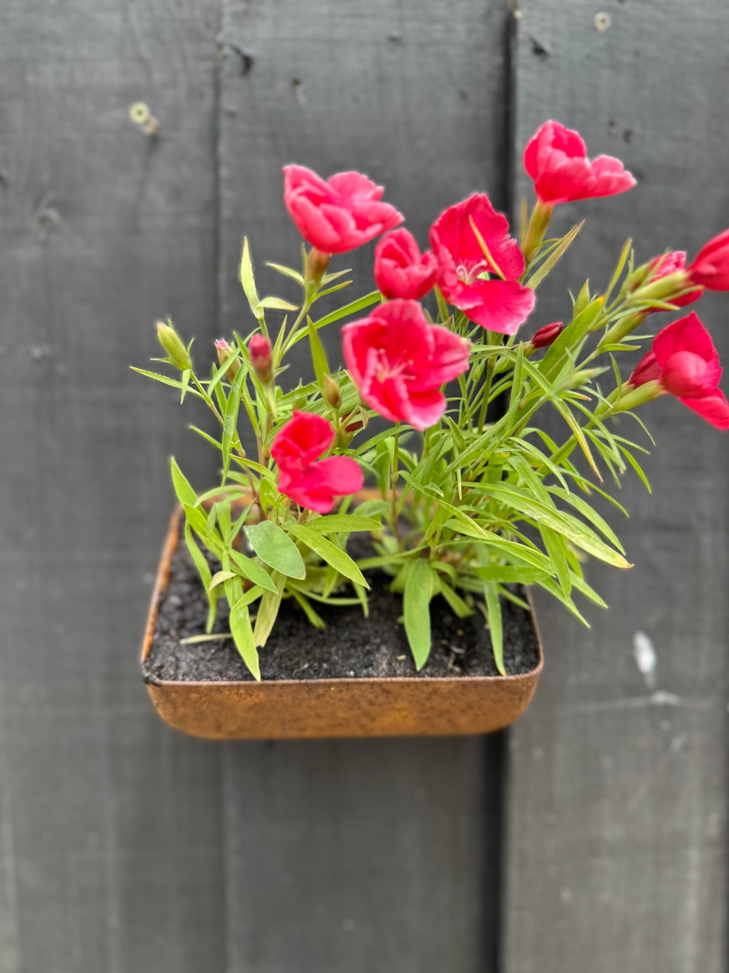 Vintage Rusty Metal Wall Mounted Planter / Herb Planter / Plant Pot / Key Holder