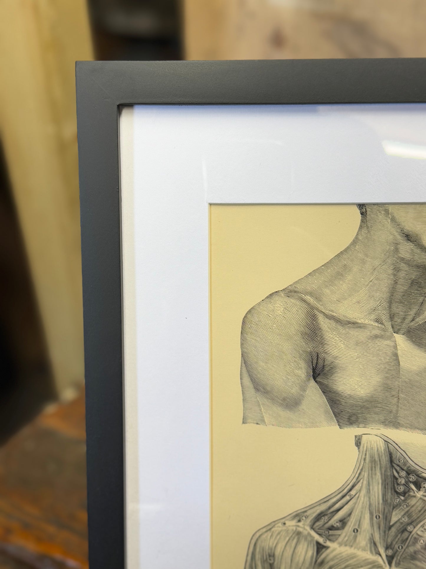 Victorian Anatomy Engraving – Antique Medical Print O