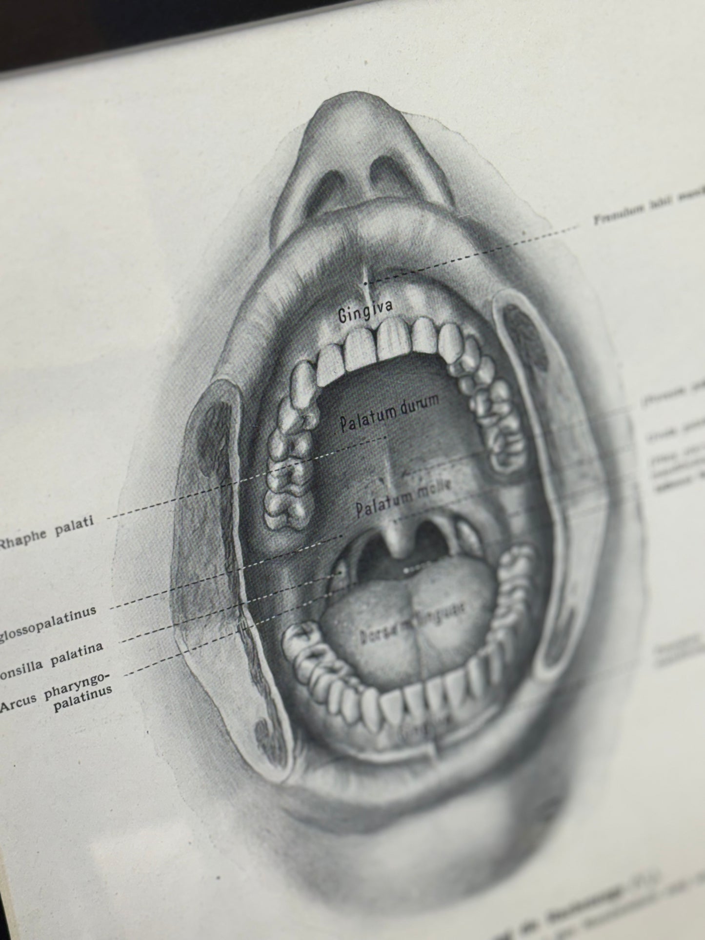 Victorian Anatomy Engraving – Antique Medical Print R