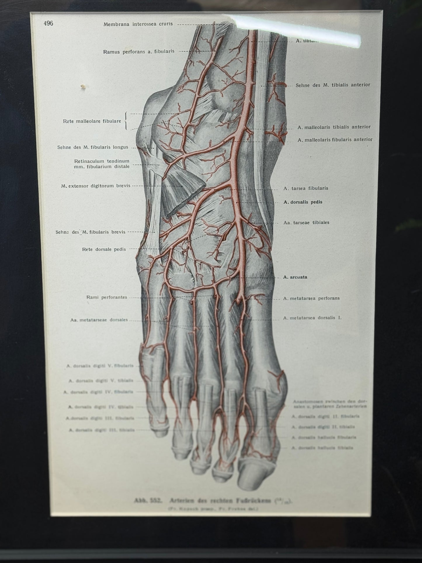 Framed Antique Anatomy Print 1920s Medical Book Plate Wall Art Picture J