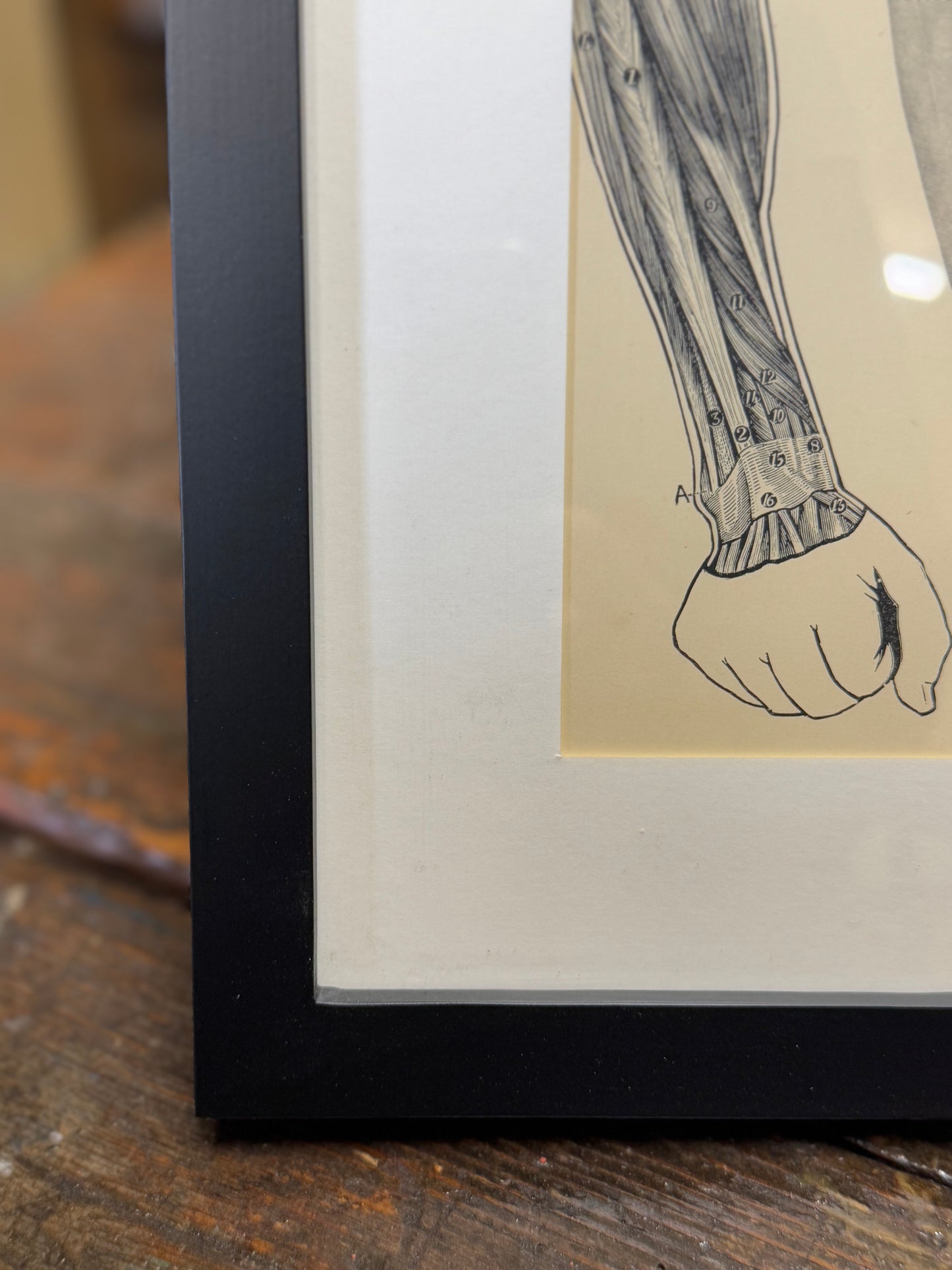 Victorian Anatomy Engraving – Antique Medical Print S