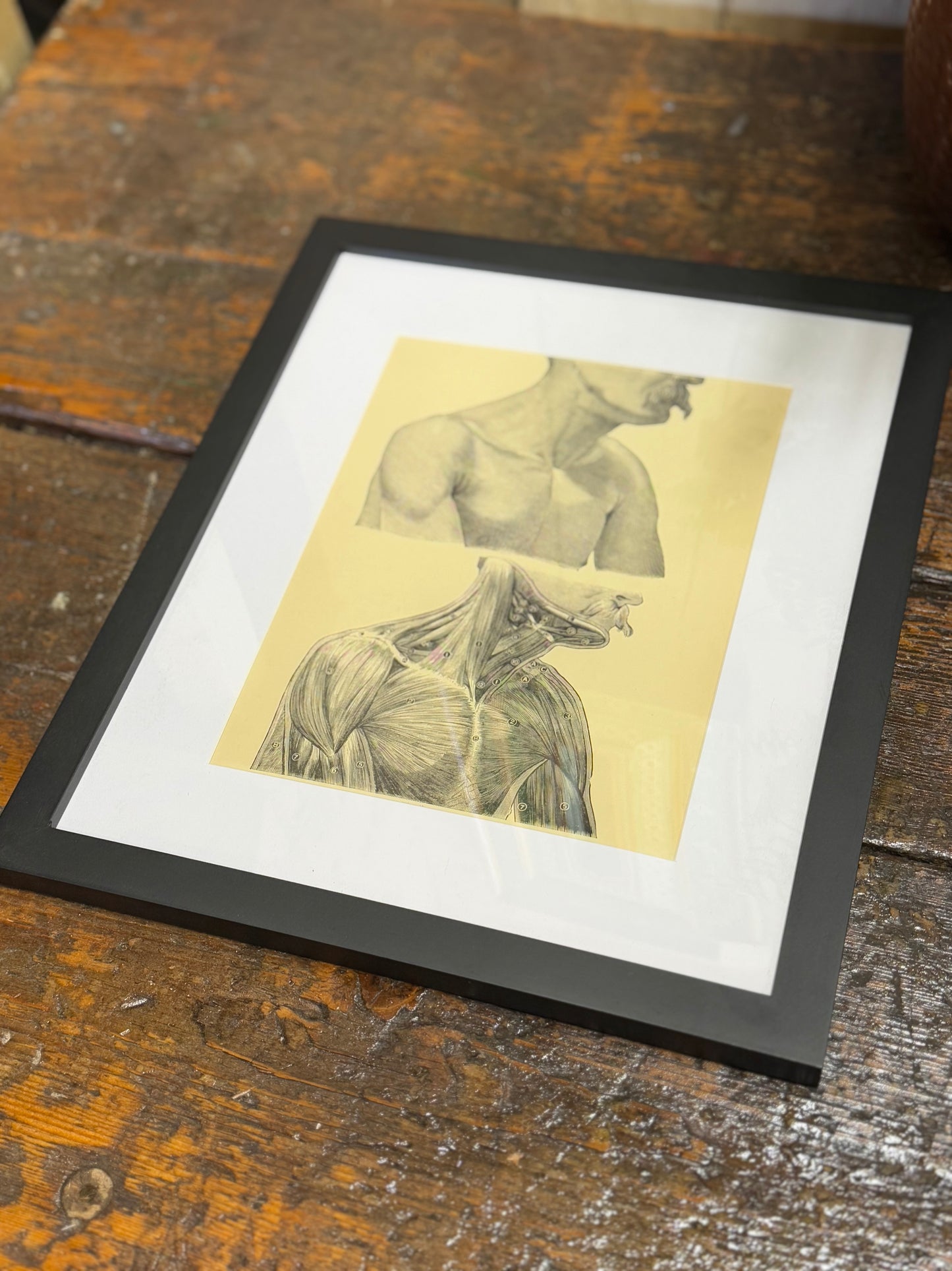 Victorian Anatomy Engraving – Antique Medical Print O
