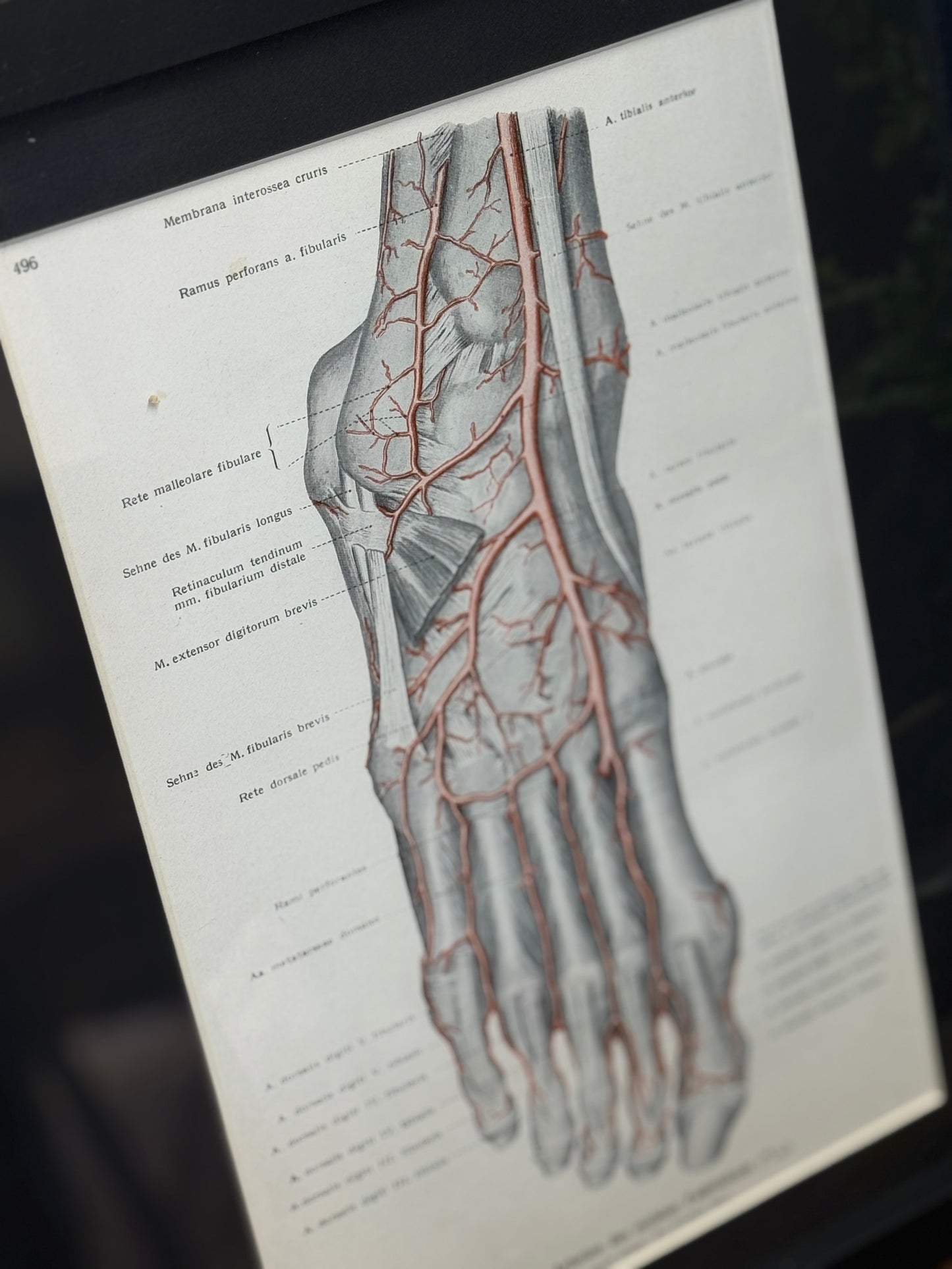 Framed Antique Anatomy Print 1920s Medical Book Plate Wall Art Picture J