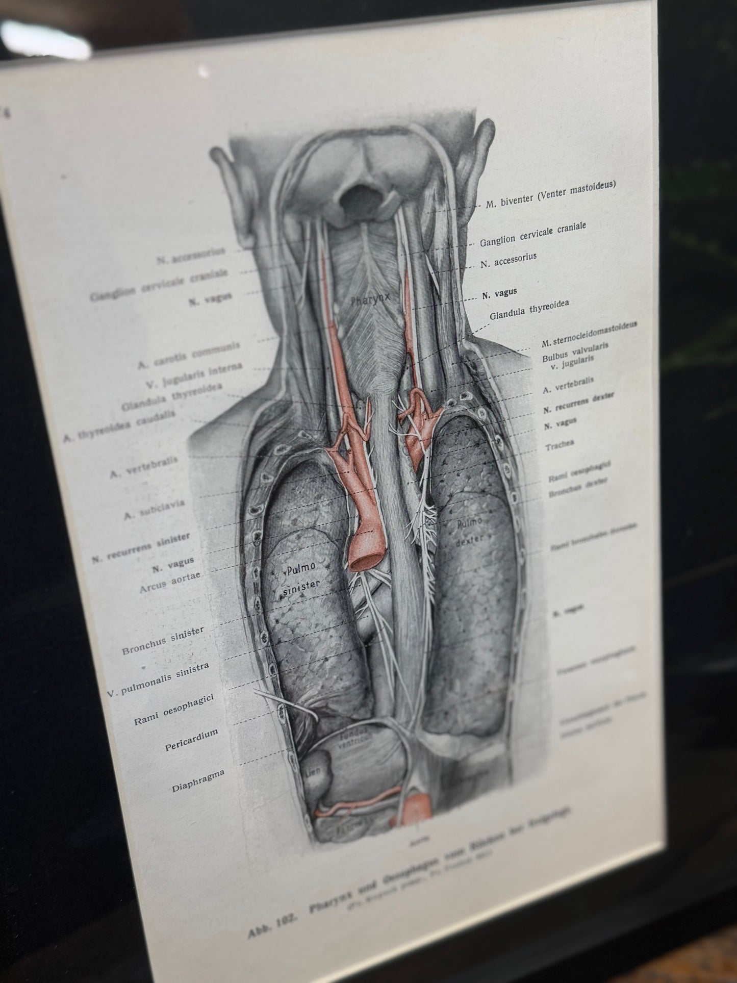 Framed Antique Anatomy Print 1920s Medical Book Plate Wall Art Picture G