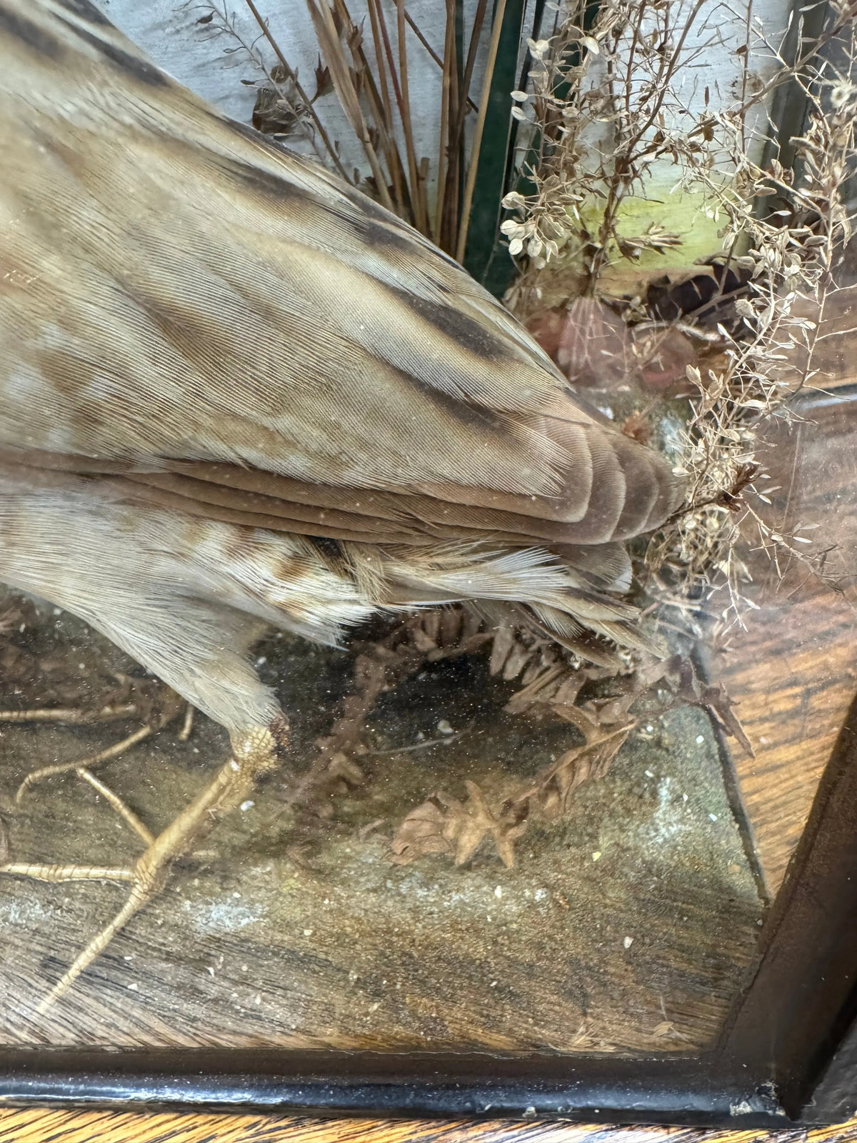 Victorian Taxidermy Corncrake Bird in Glazed Display Case