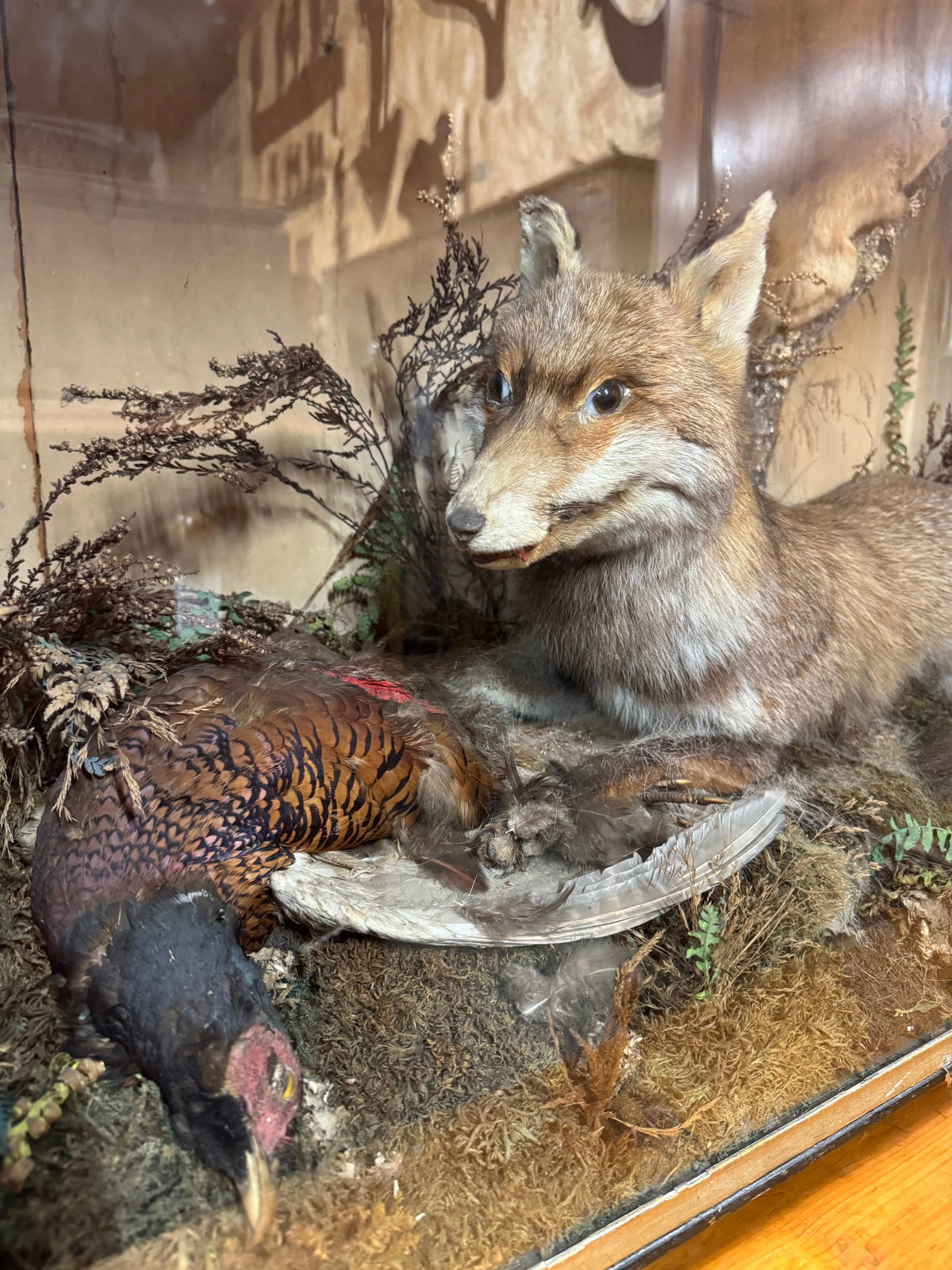 Large Antique Victorian Taxidermy Diorama Case – Fox, Pheasant & Red Squirrel