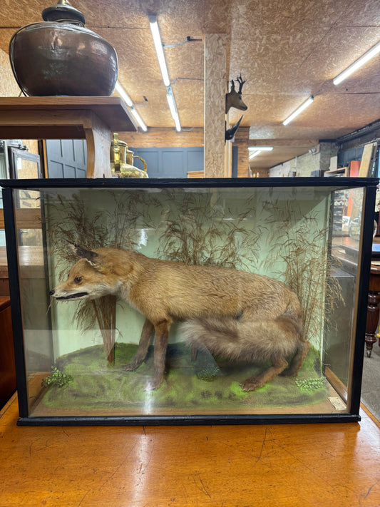 Antique Taxidermy Red Fox in Glazed Display Case – T. Lee, Ely – Country House Curiosity
