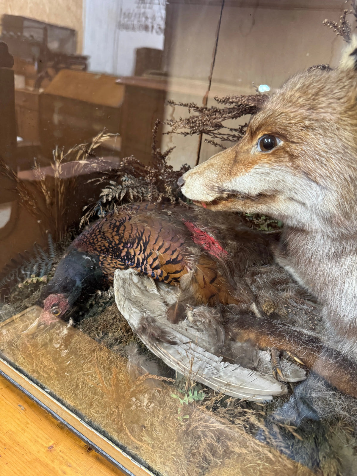 Large Antique Victorian Taxidermy Diorama Case – Fox, Pheasant & Red Squirrel