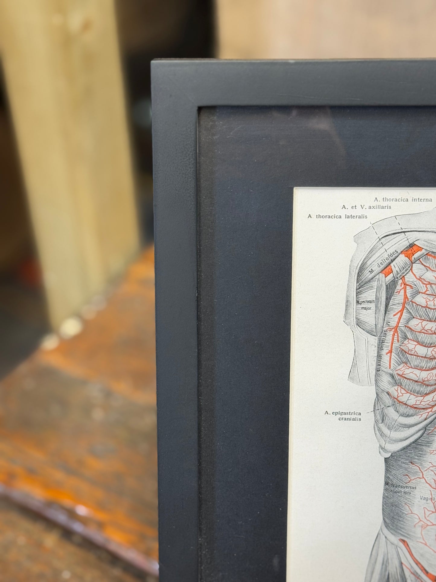 Framed Antique Anatomy Print 1920s Medical Book Plate Wall Art Picture U