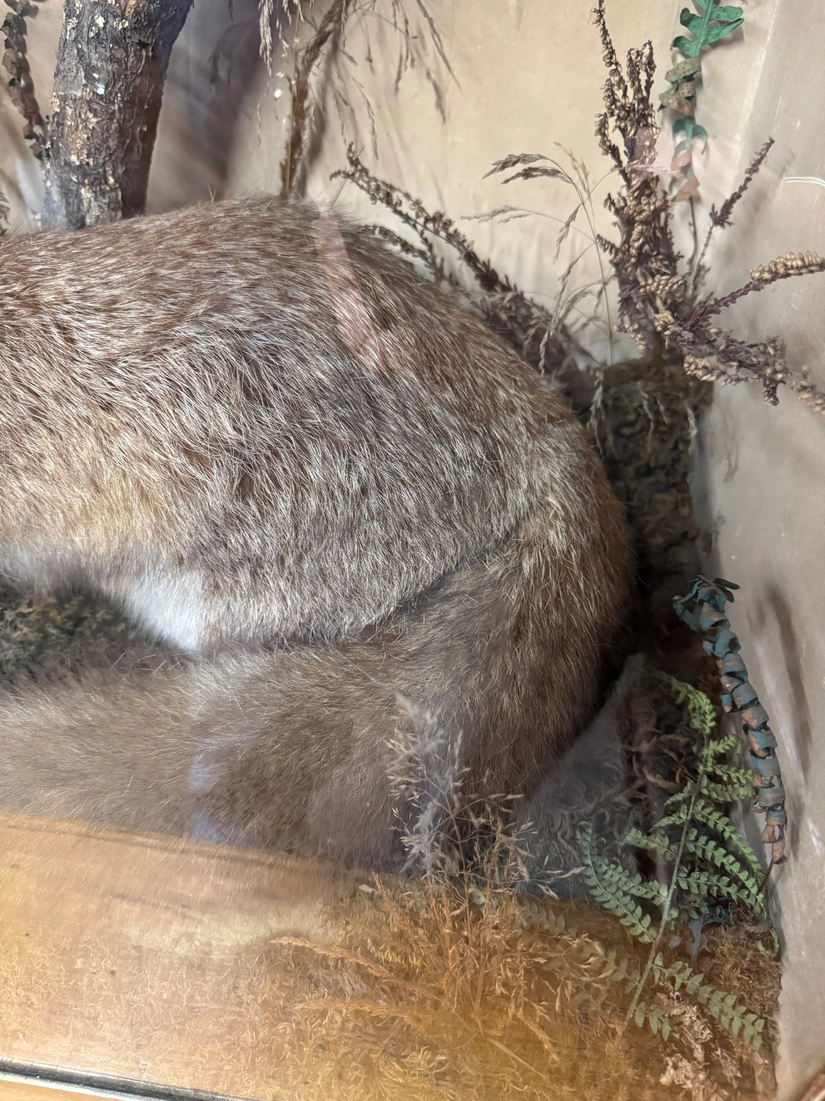 Large Antique Victorian Taxidermy Diorama Case – Fox, Pheasant & Red Squirrel
