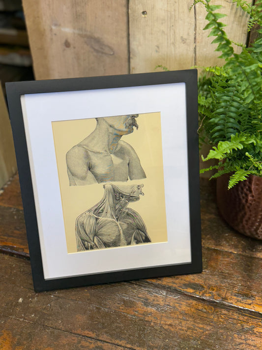 Victorian Anatomy Engraving – Antique Medical Print O