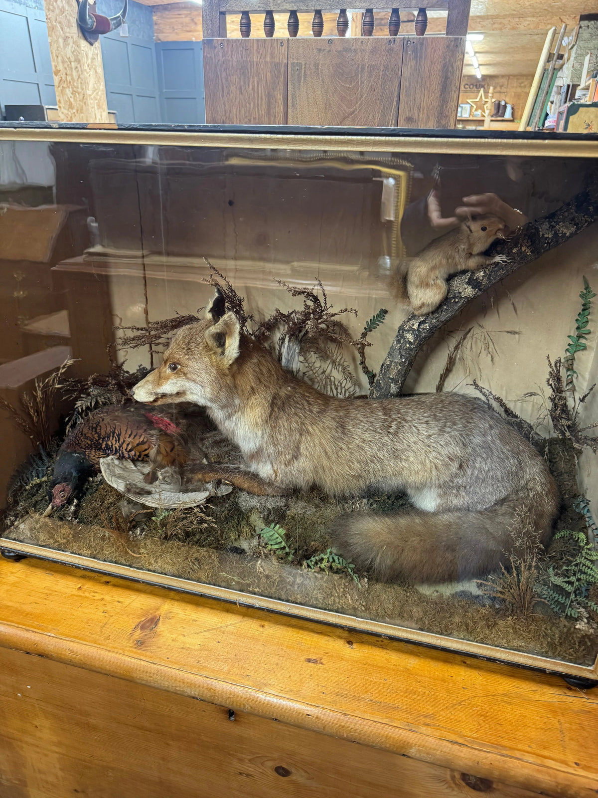 Large Antique Victorian Taxidermy Diorama Case – Fox, Pheasant & Red Squirrel