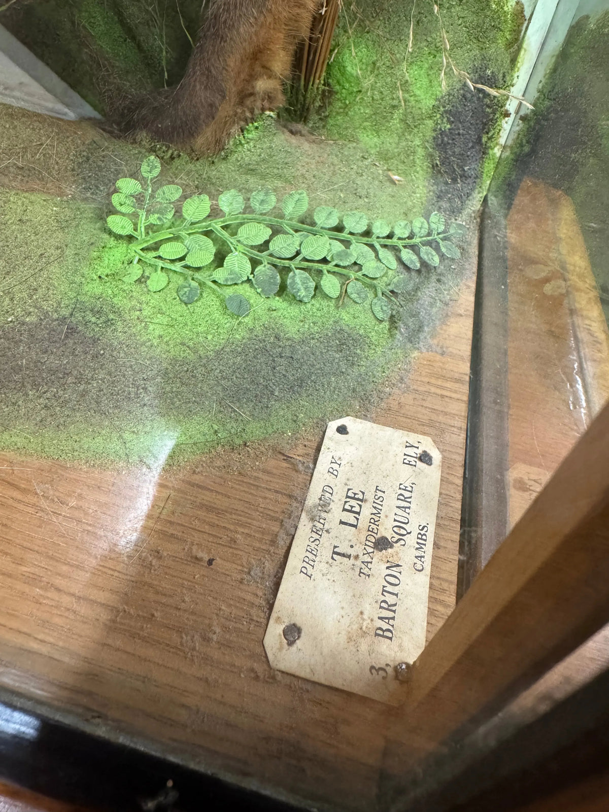 Antique Taxidermy Red Fox in Glazed Display Case – T. Lee, Ely – Country House Curiosity