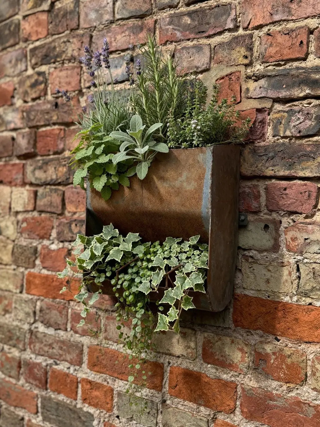 Vintage Wall Mounted Metal Planter Rustic Garden Herb Flower Holder Plant Pot RUSTIC WAREHOUSE NORFOLK