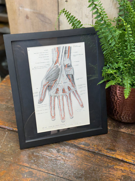 Framed Antique Anatomy Print 1920s Medical Book Plate Wall Art Picture K