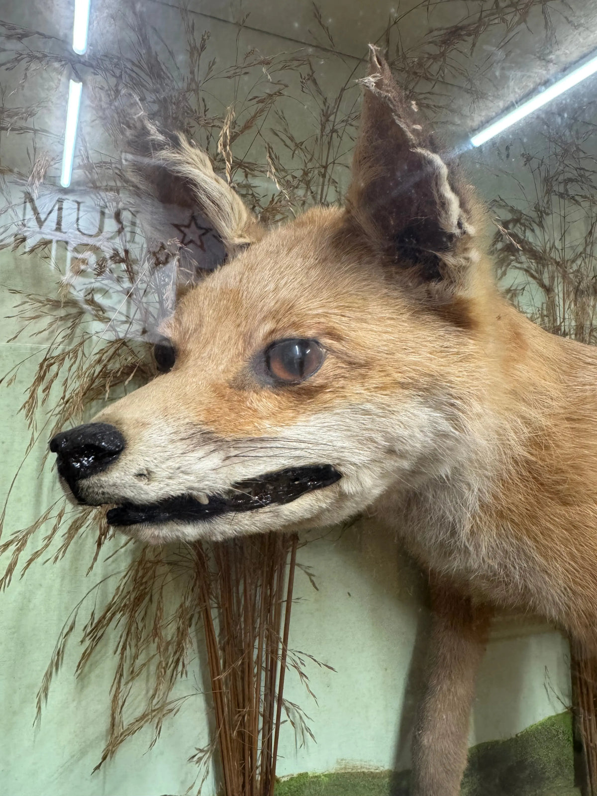 Antique Taxidermy Red Fox in Glazed Display Case – T. Lee, Ely – Country House Curiosity