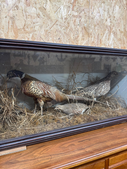 Stunning Antique Victorian Pheasants 3-Bird Taxidermy Diorama by W. Solly of Canterbury