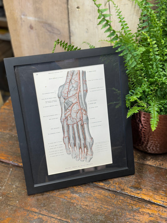 Framed Antique Anatomy Print 1920s Medical Book Plate Wall Art Picture J