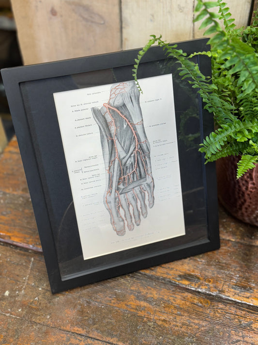 Framed Antique Anatomy Print 1920s Medical Book Plate Wall Art Picture I