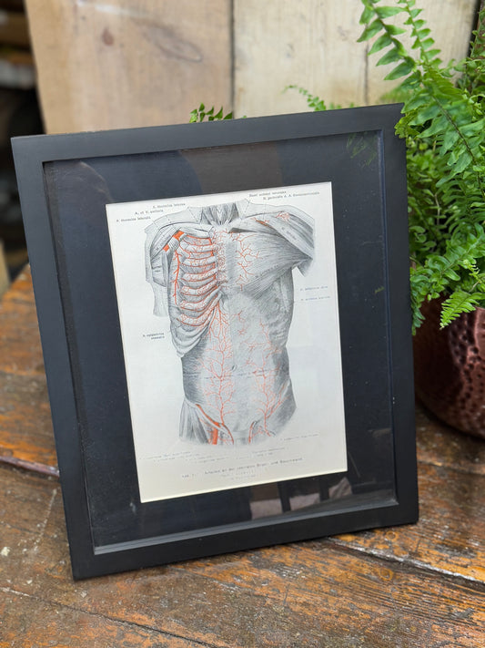 Framed Antique Anatomy Print 1920s Medical Book Plate Wall Art Picture U