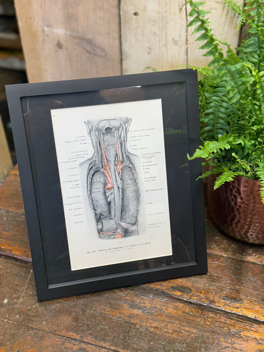 Framed Antique Anatomy Print 1920s Medical Book Plate Wall Art Picture G