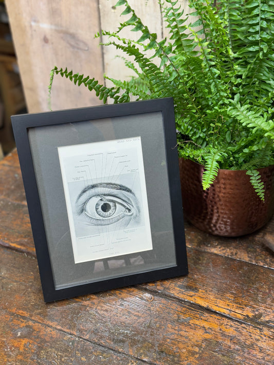 Framed Antique Anatomy Print 1920s Medical Book Plate Wall Art Picture D