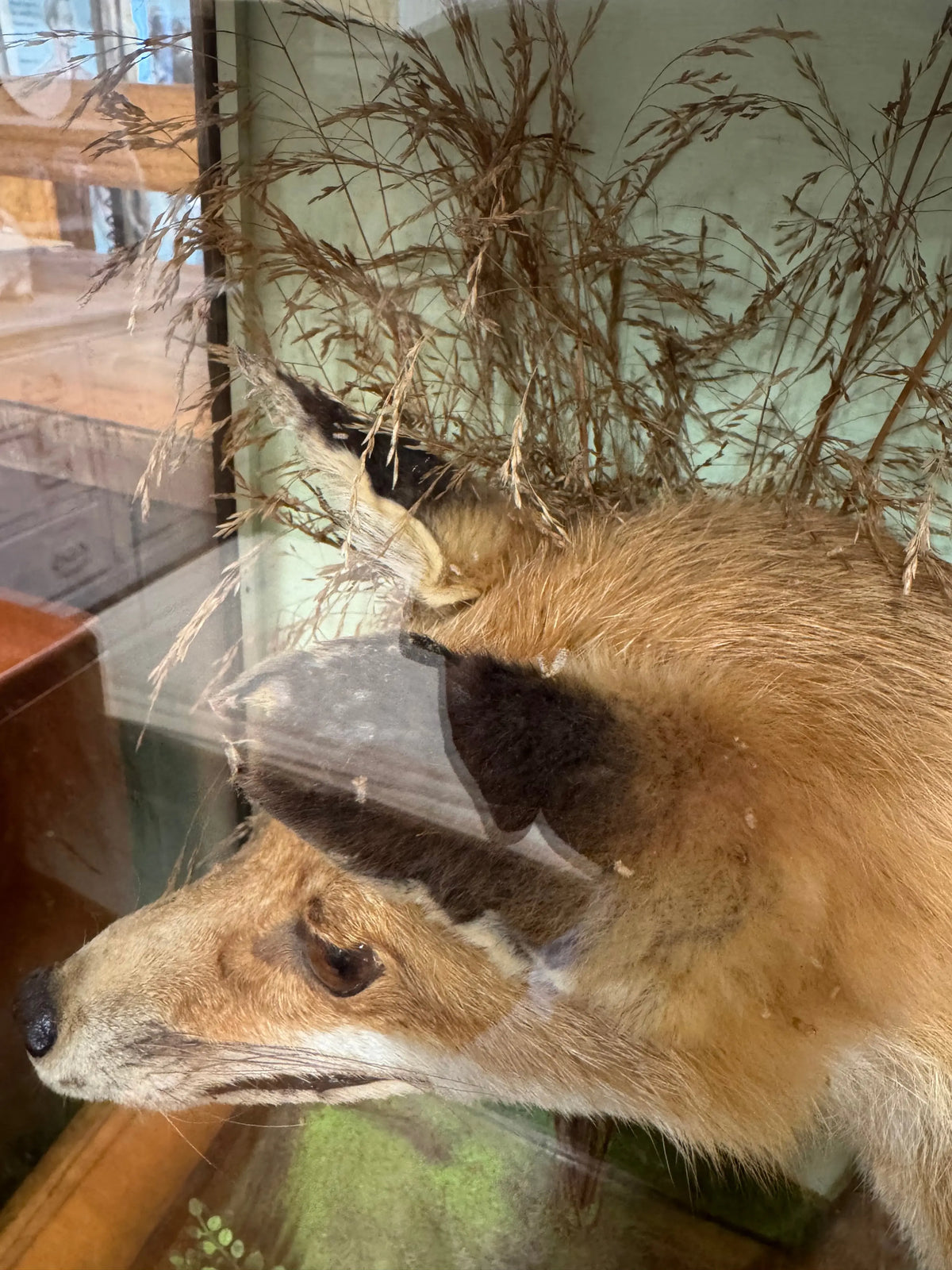 Antique Taxidermy Red Fox in Glazed Display Case – T. Lee, Ely – Country House Curiosity