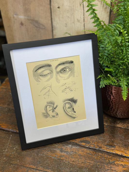 Victorian Anatomy Engraving – Antique Medical Print P