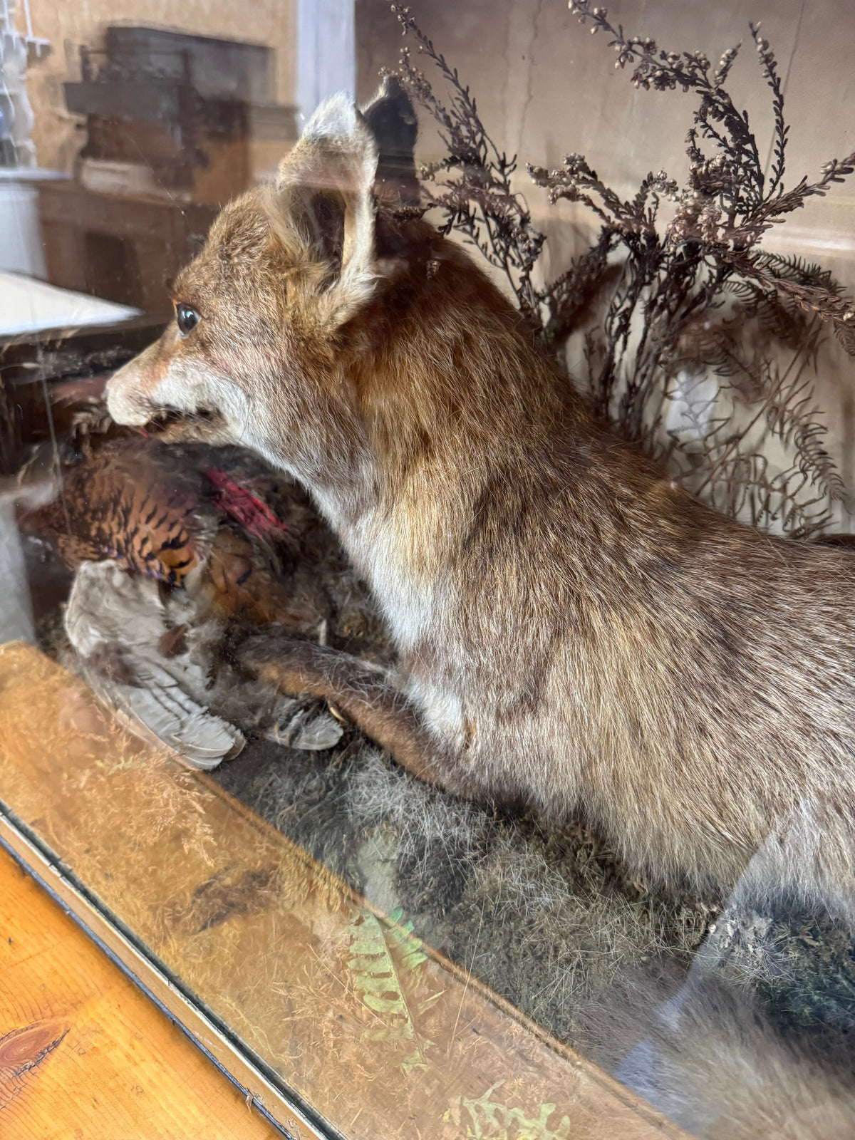 Large Antique Victorian Taxidermy Diorama Case – Fox, Pheasant & Red Squirrel