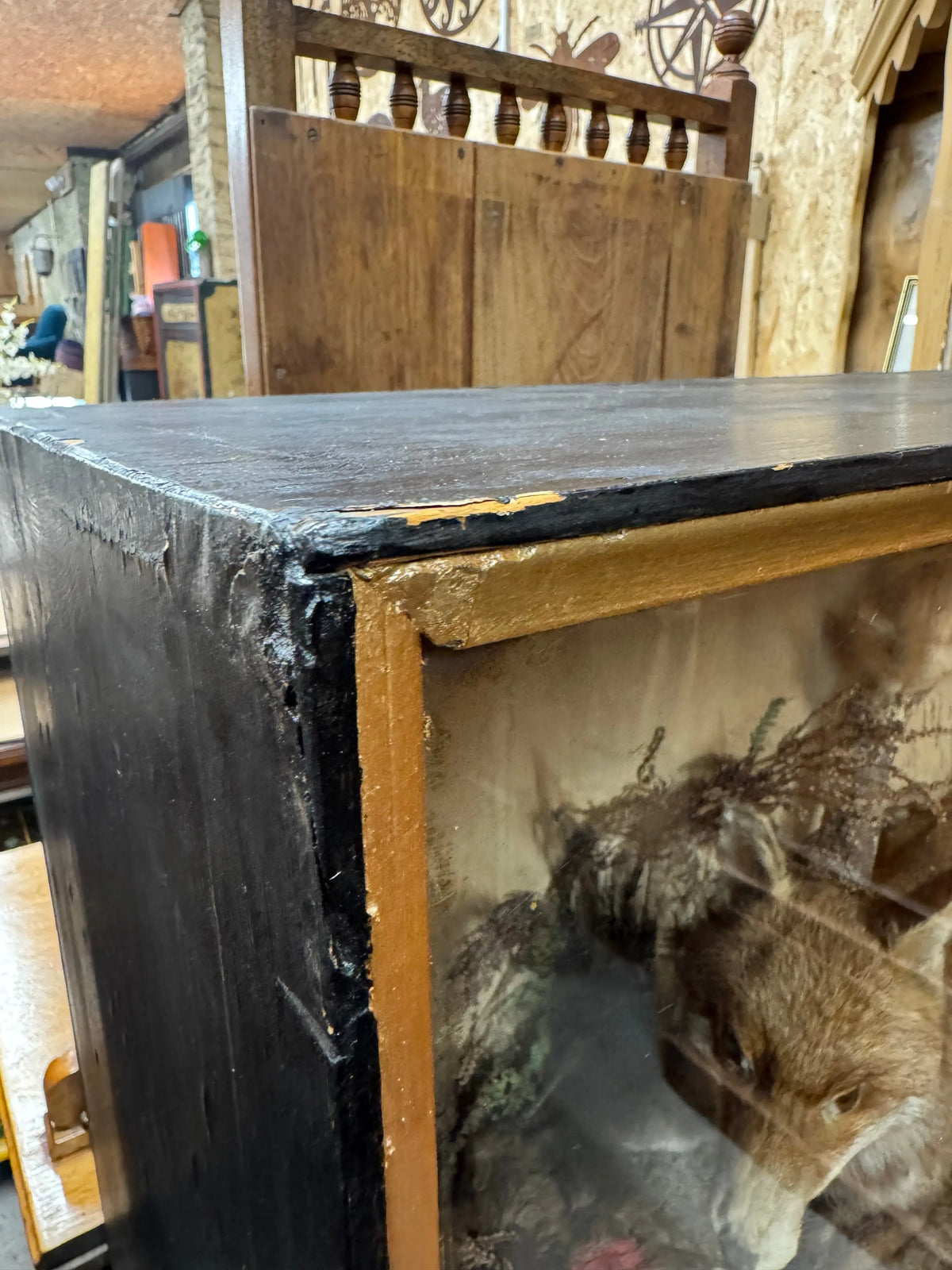 Large Antique Victorian Taxidermy Diorama Case – Fox, Pheasant & Red Squirrel