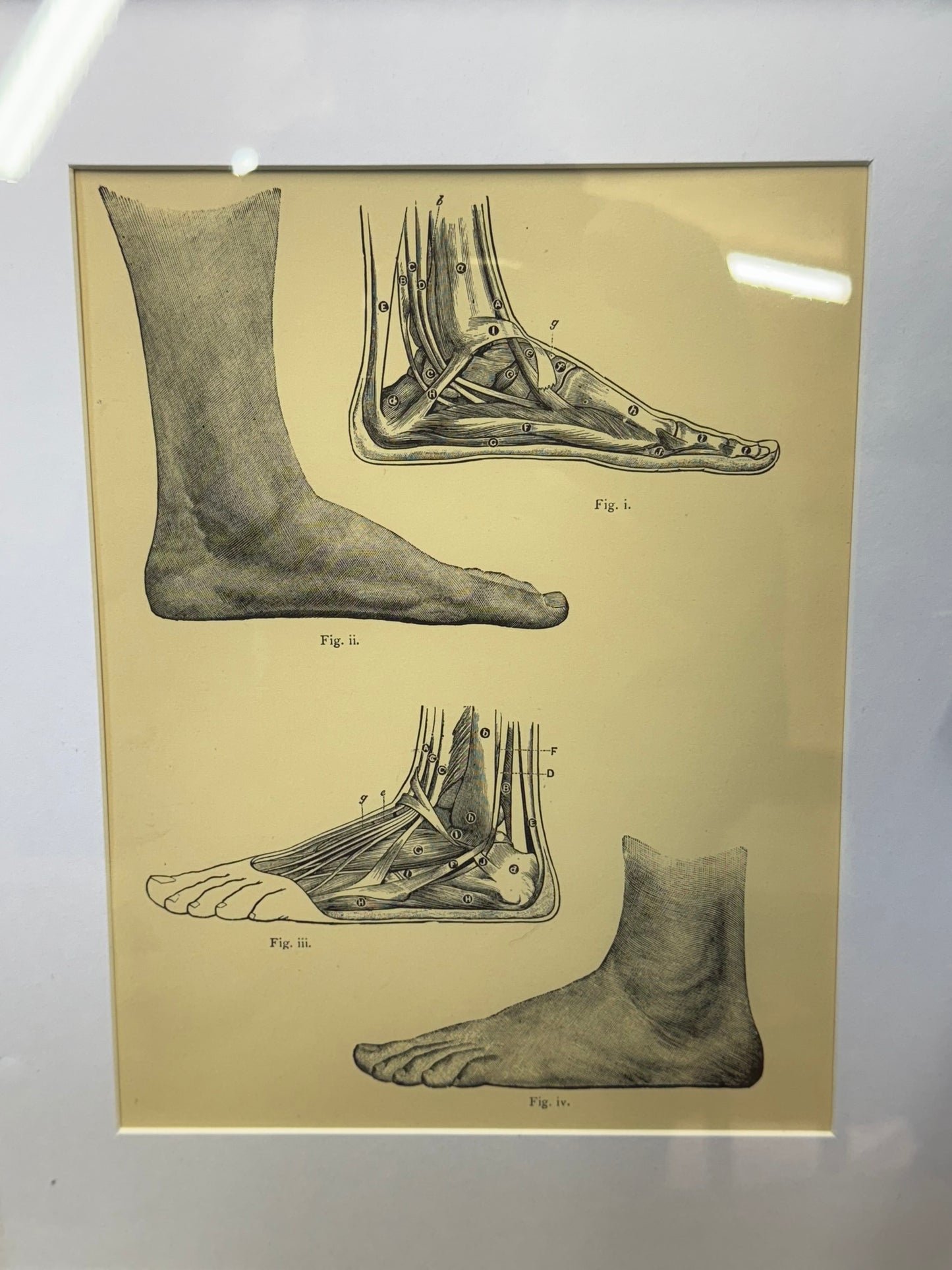Victorian Anatomy Engraving – Antique Medical Print M