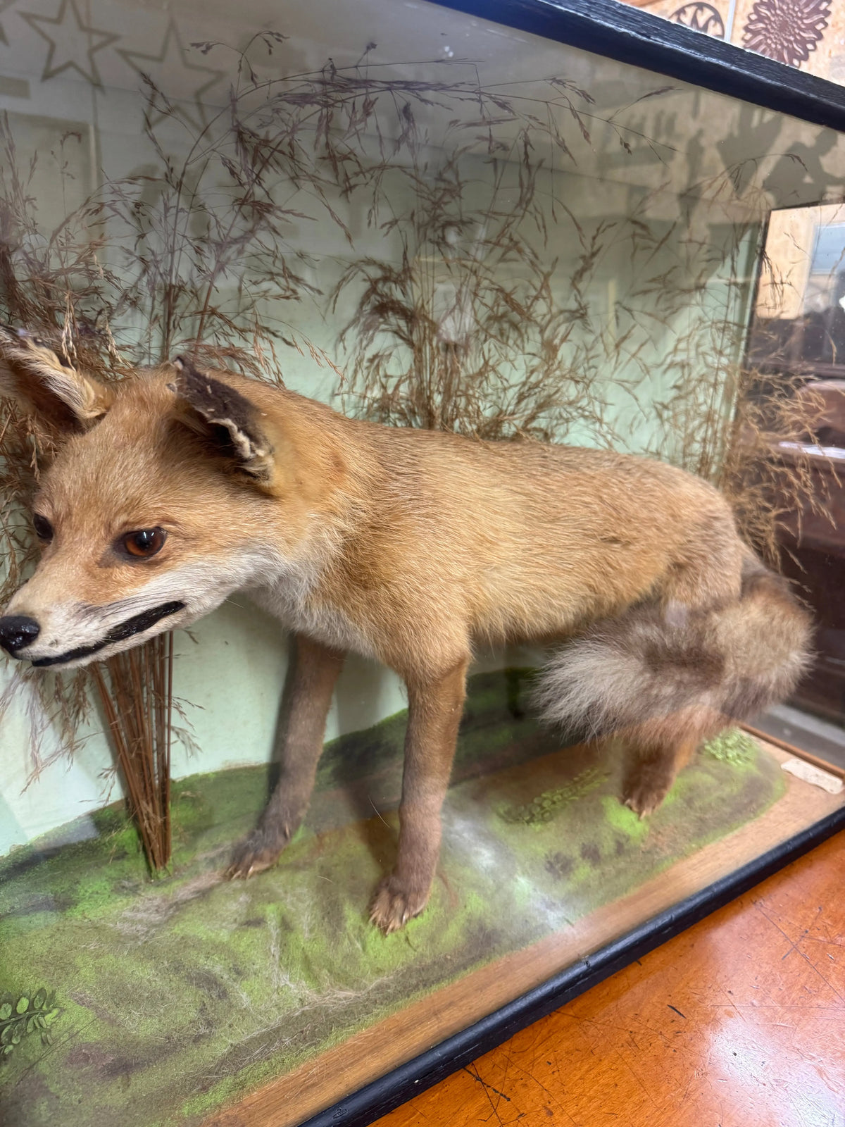 Antique Taxidermy Red Fox in Glazed Display Case – T. Lee, Ely – Country House Curiosity