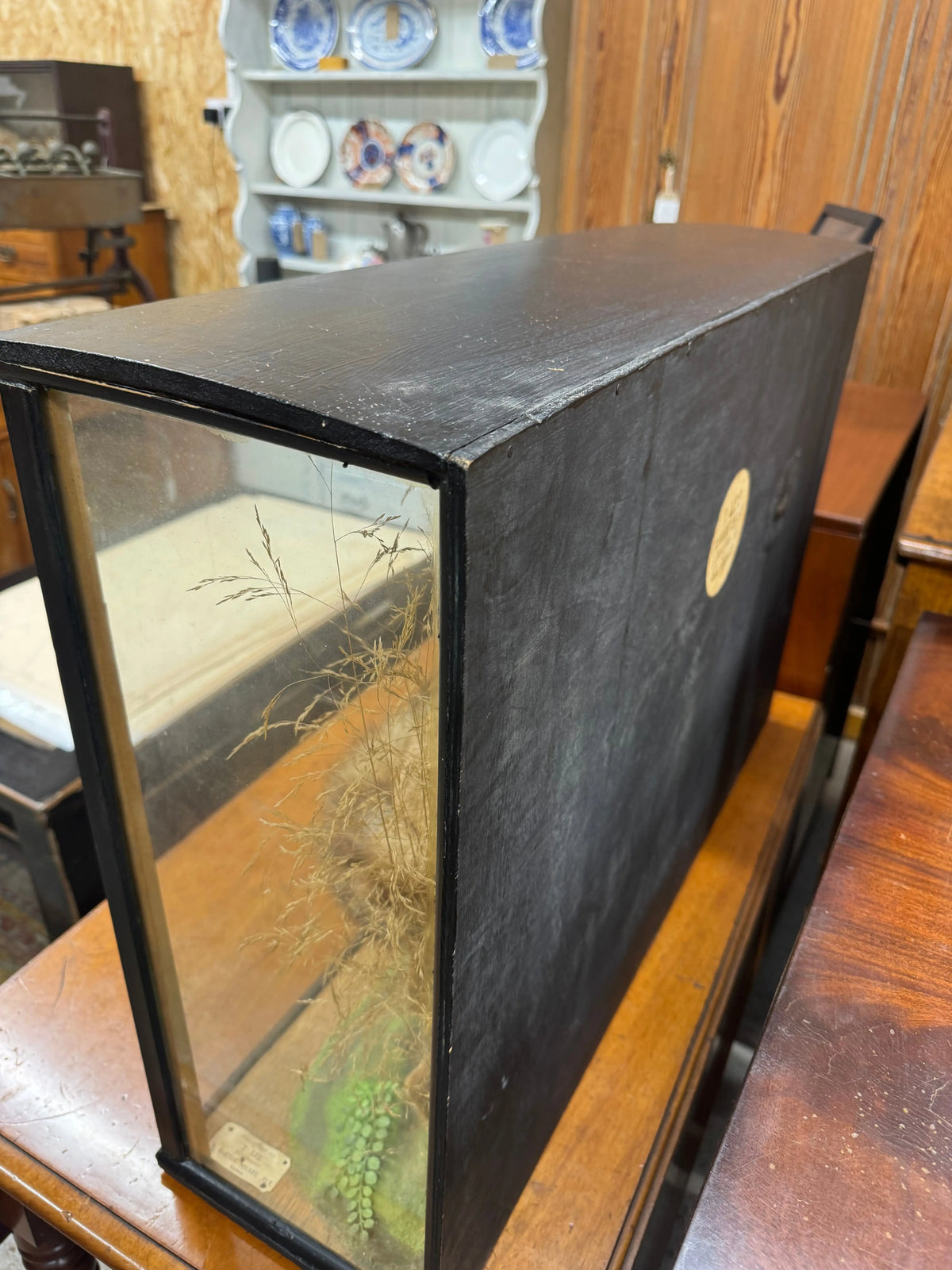 Antique Taxidermy Red Fox in Glazed Display Case – T. Lee, Ely – Country House Curiosity
