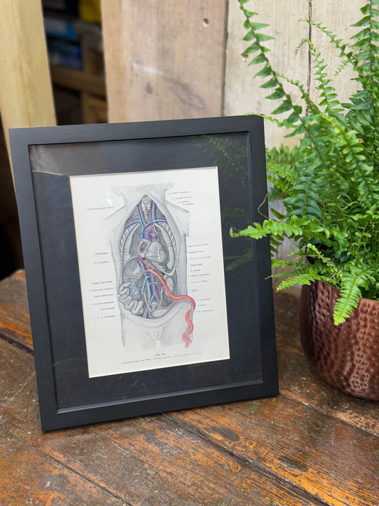 Framed Antique Anatomy Print 1920s Medical Book Plate Wall Art Picture H