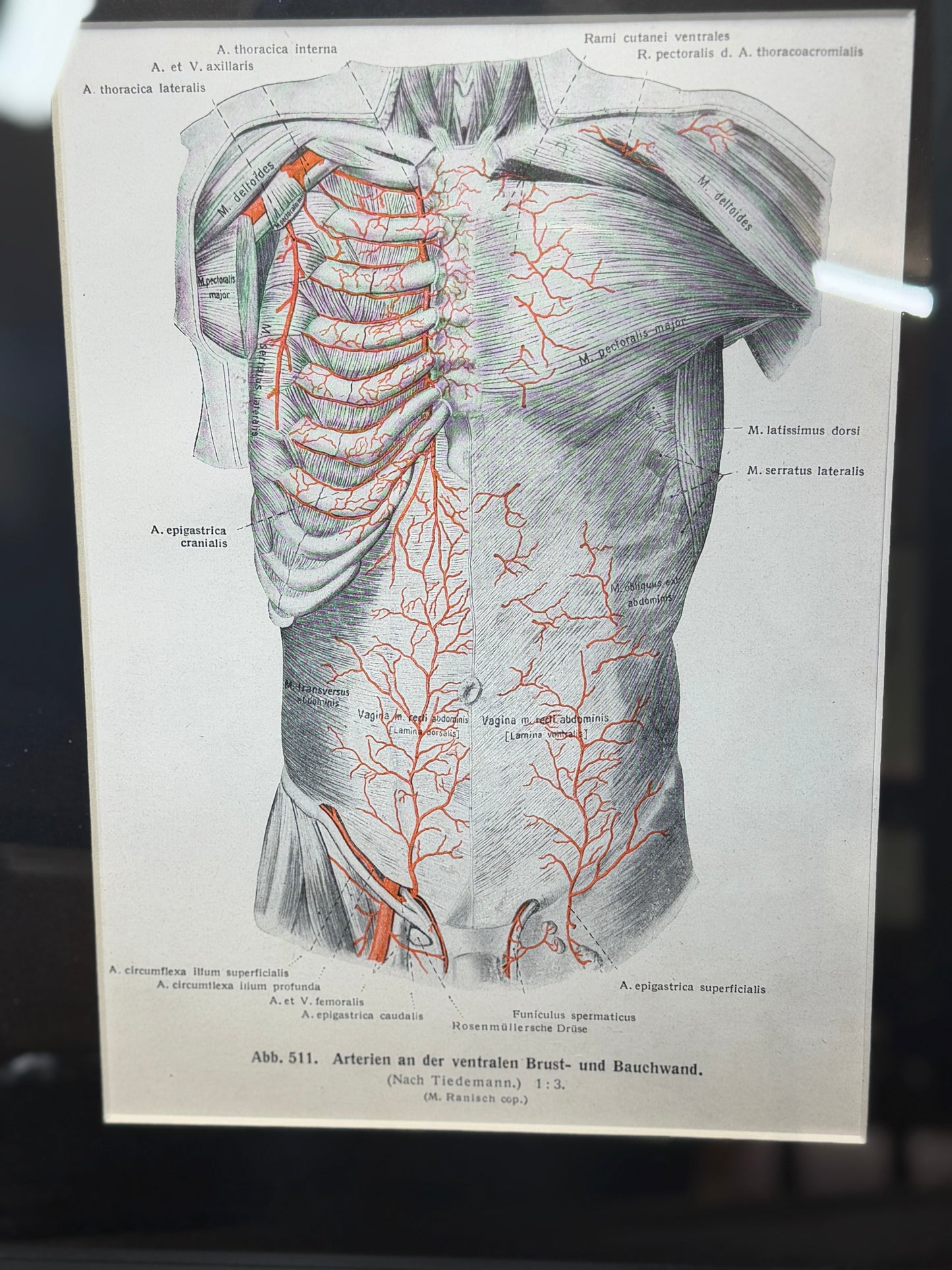 Framed Antique Anatomy Print 1920s Medical Book Plate Wall Art Picture U