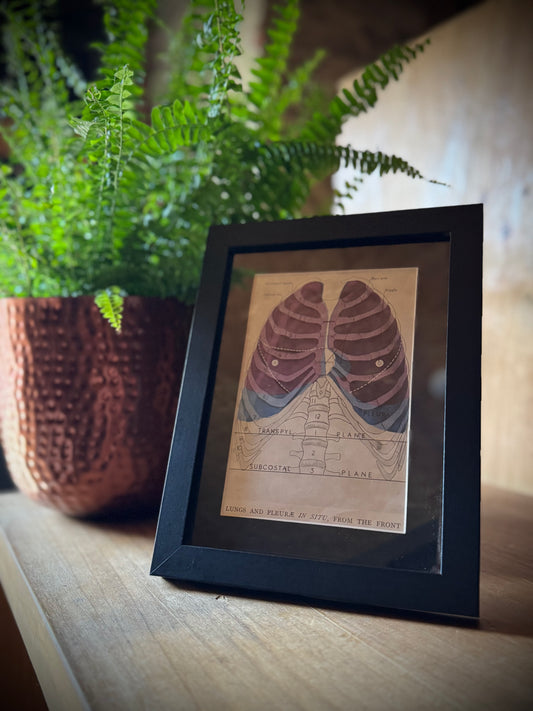 Framed Antique Anatomy Print 1920s Medical Book Plate Wall Art Picture B