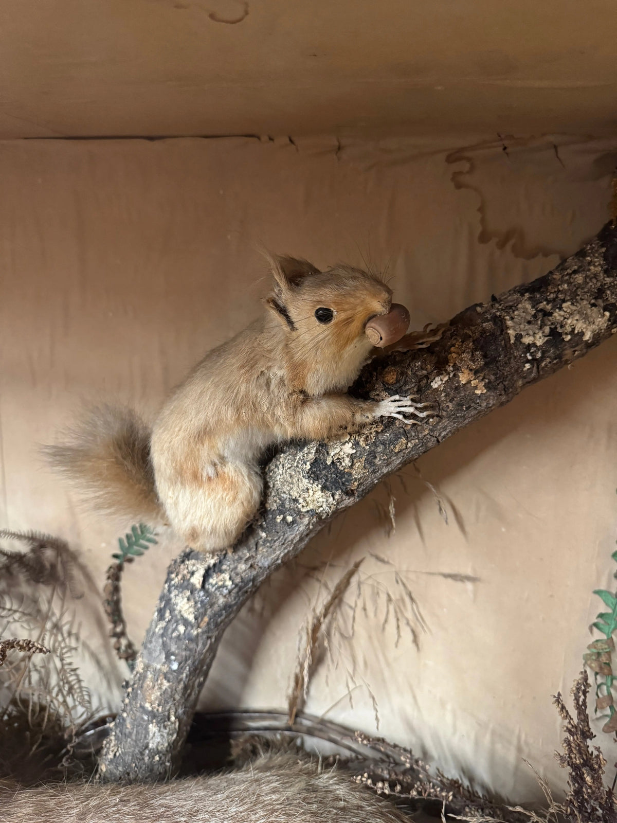 Large Antique Victorian Taxidermy Diorama Case – Fox, Pheasant & Red Squirrel