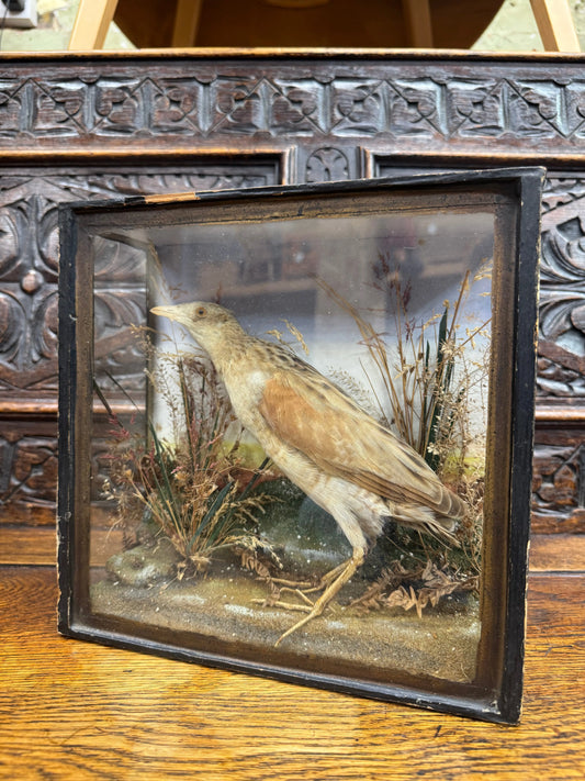 Victorian Taxidermy Corncrake Bird in Glazed Display Case