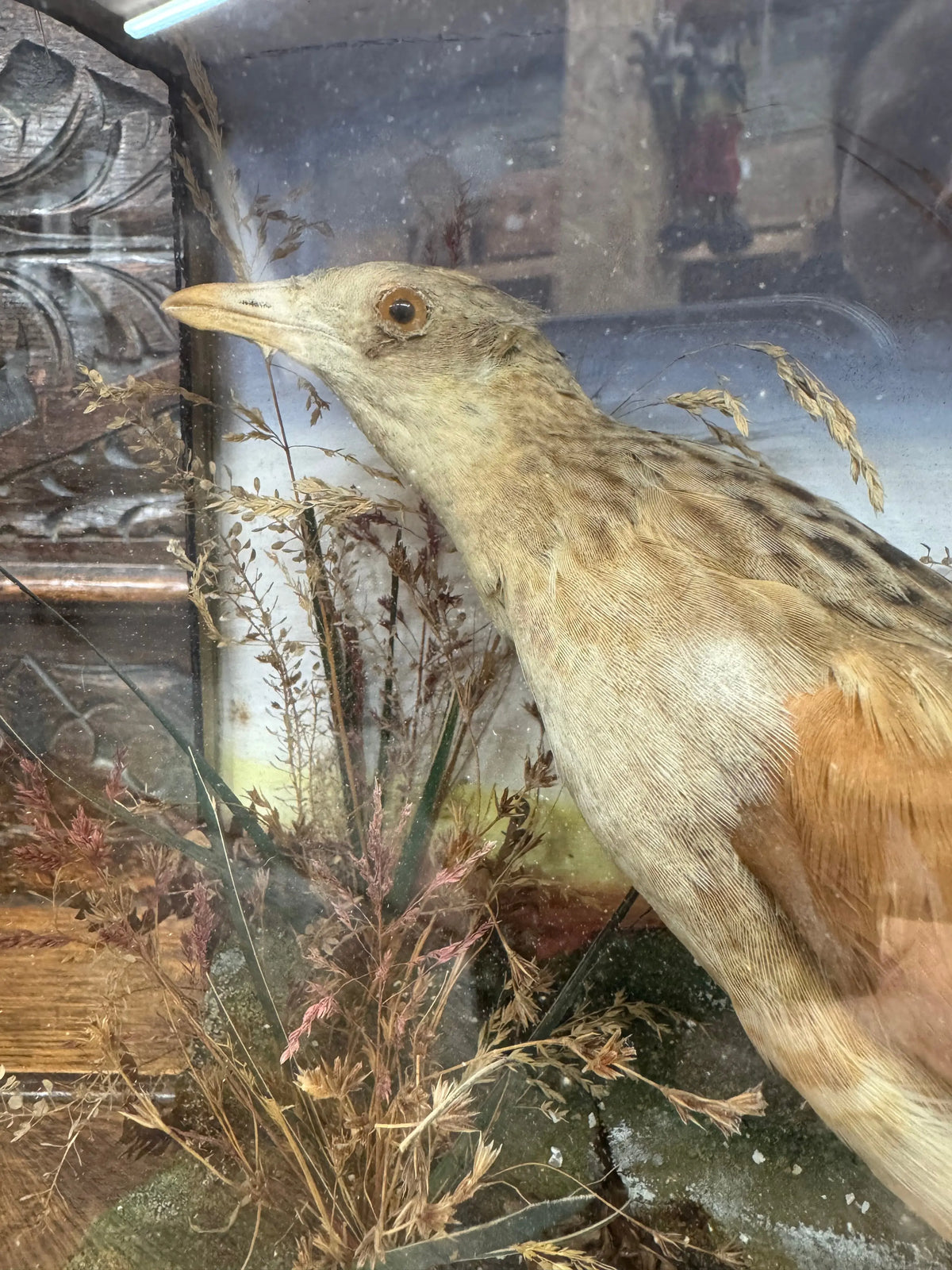 Victorian Taxidermy Corncrake Bird in Glazed Display Case