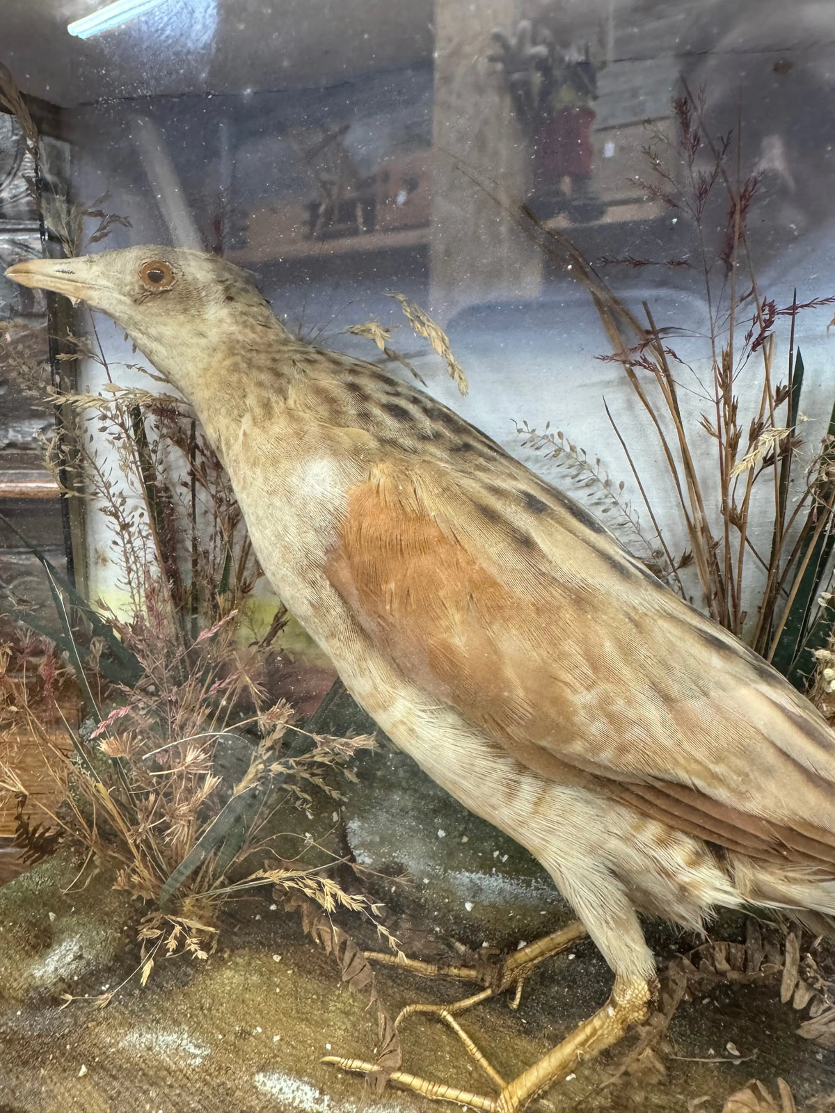 Victorian Taxidermy Corncrake Bird in Glazed Display Case