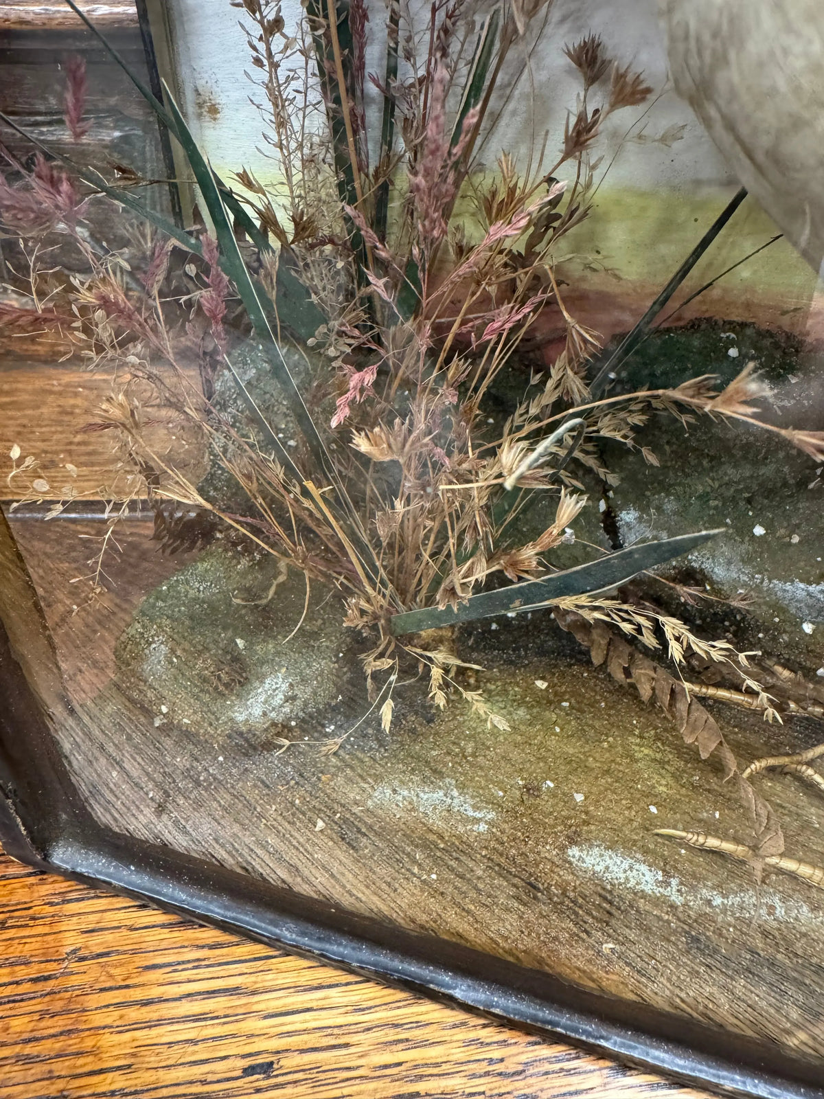 Victorian Taxidermy Corncrake Bird in Glazed Display Case