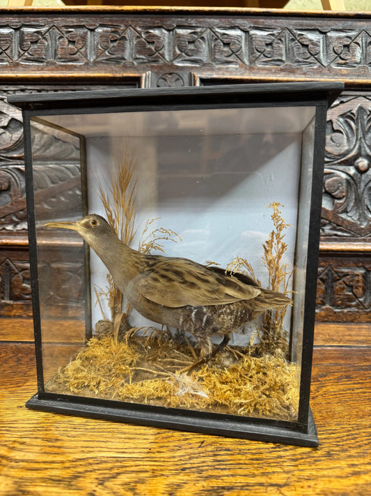 Antique Water Rail Taxidermy Diorama Case